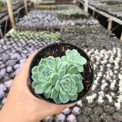 2632. Echeveria Elegans 3pcs - Image 4