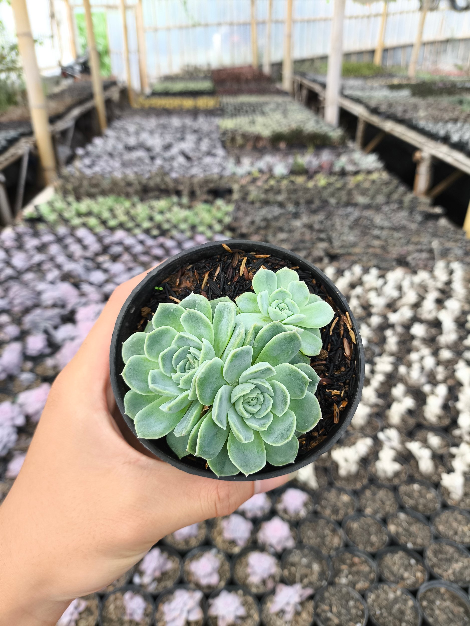 2632. Echeveria Elegans 3pcs - Image 4