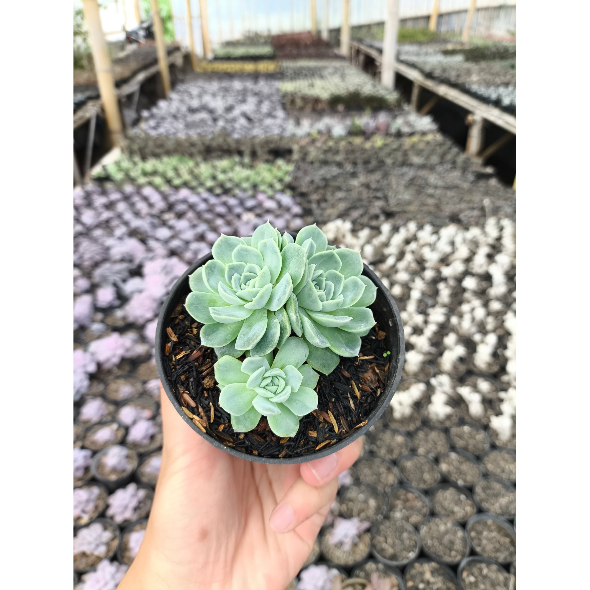 2632. Echeveria Elegans 3pcs