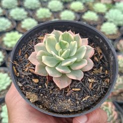 2689. Echeveria 'fun Queen' Variegated - Image 2