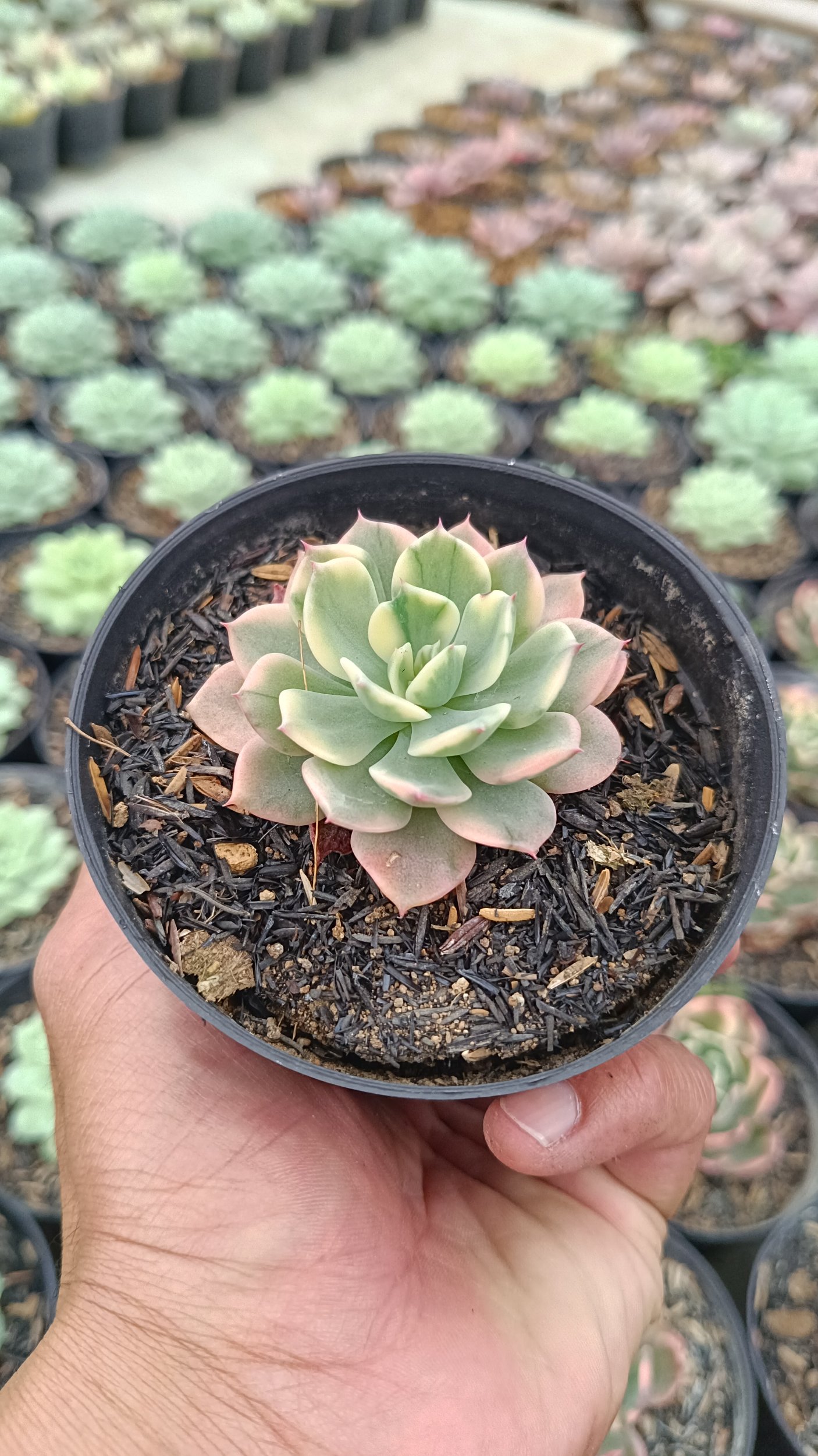 2689. Echeveria 'fun Queen' Variegated - Image 2