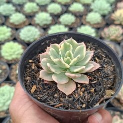 2689. Echeveria 'fun Queen' Variegated - Image 3