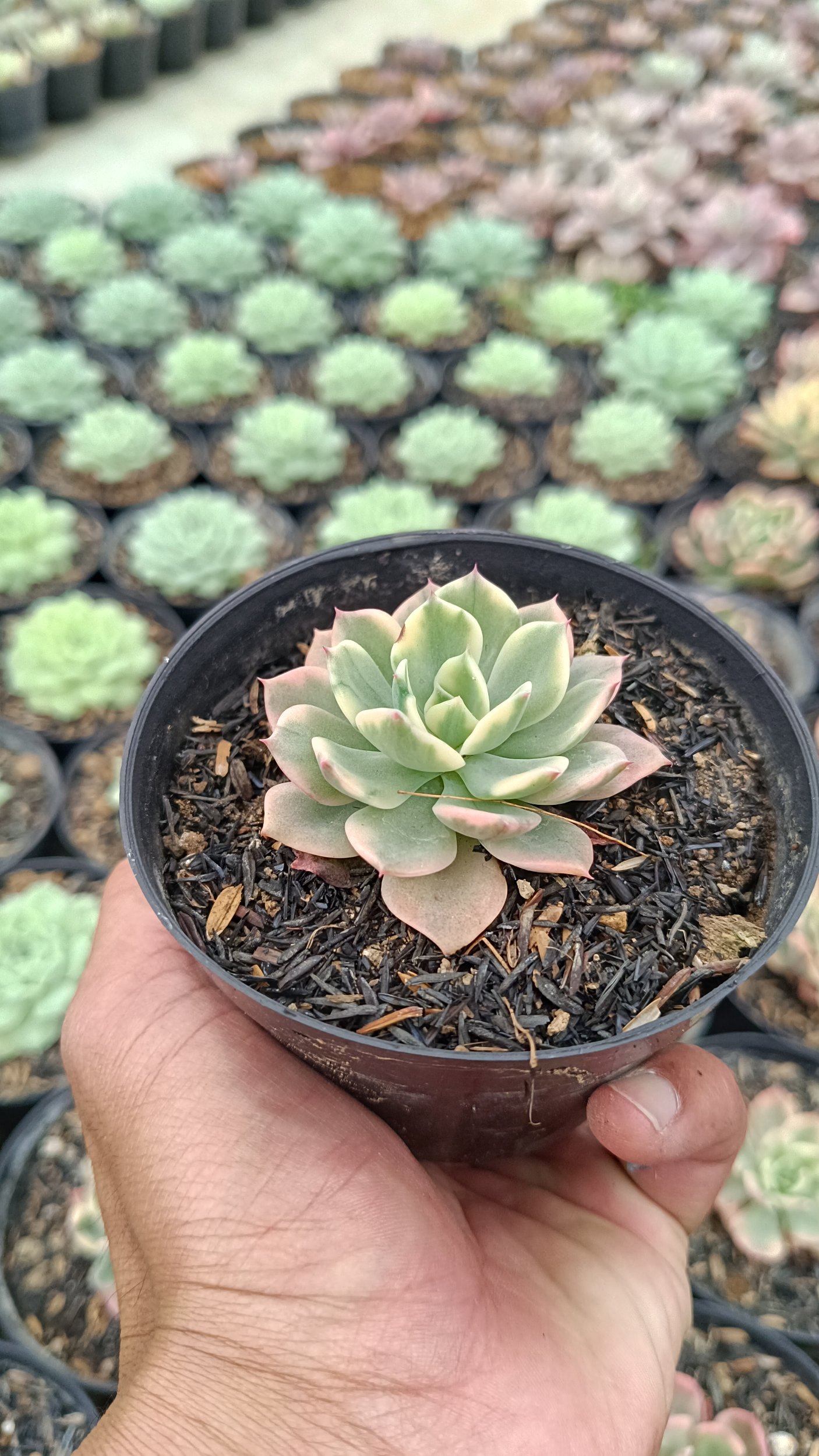 2689. Echeveria 'fun Queen' Variegated - Image 3