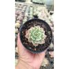 2689. Echeveria 'fun Queen' Variegated