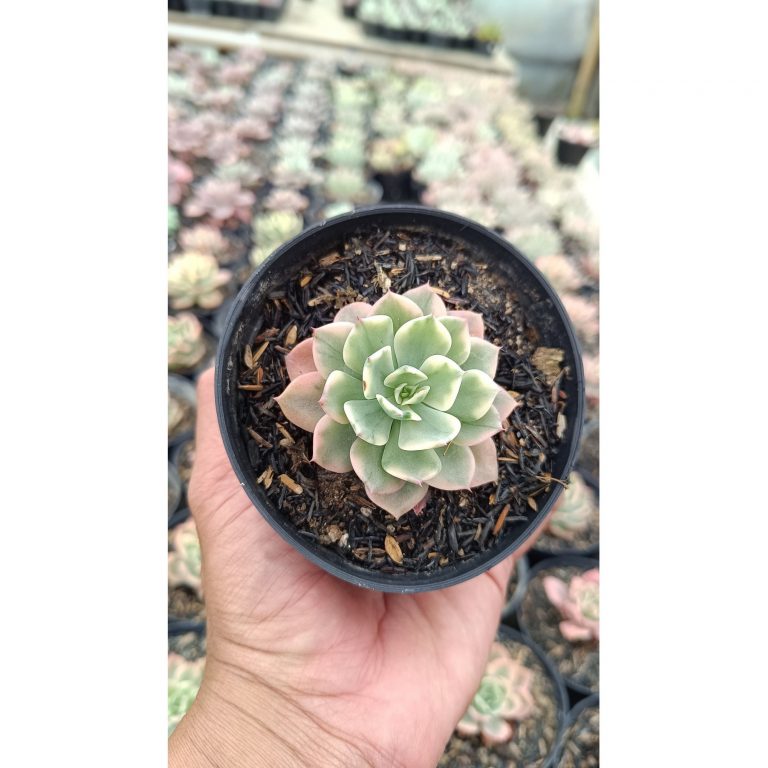 2689. Echeveria 'fun Queen' Variegated