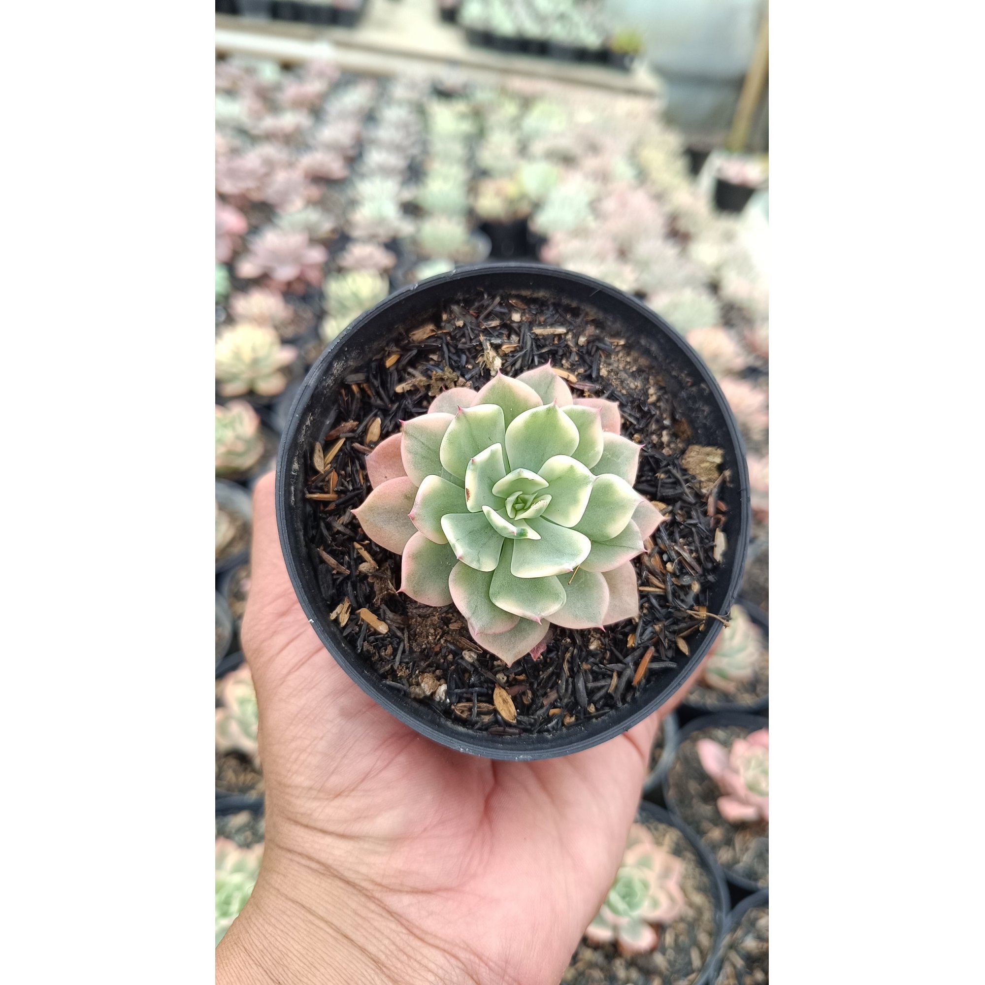 2689. Echeveria 'fun Queen' Variegated