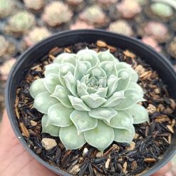 2652. Echeveria Hearts Choice - Image 2