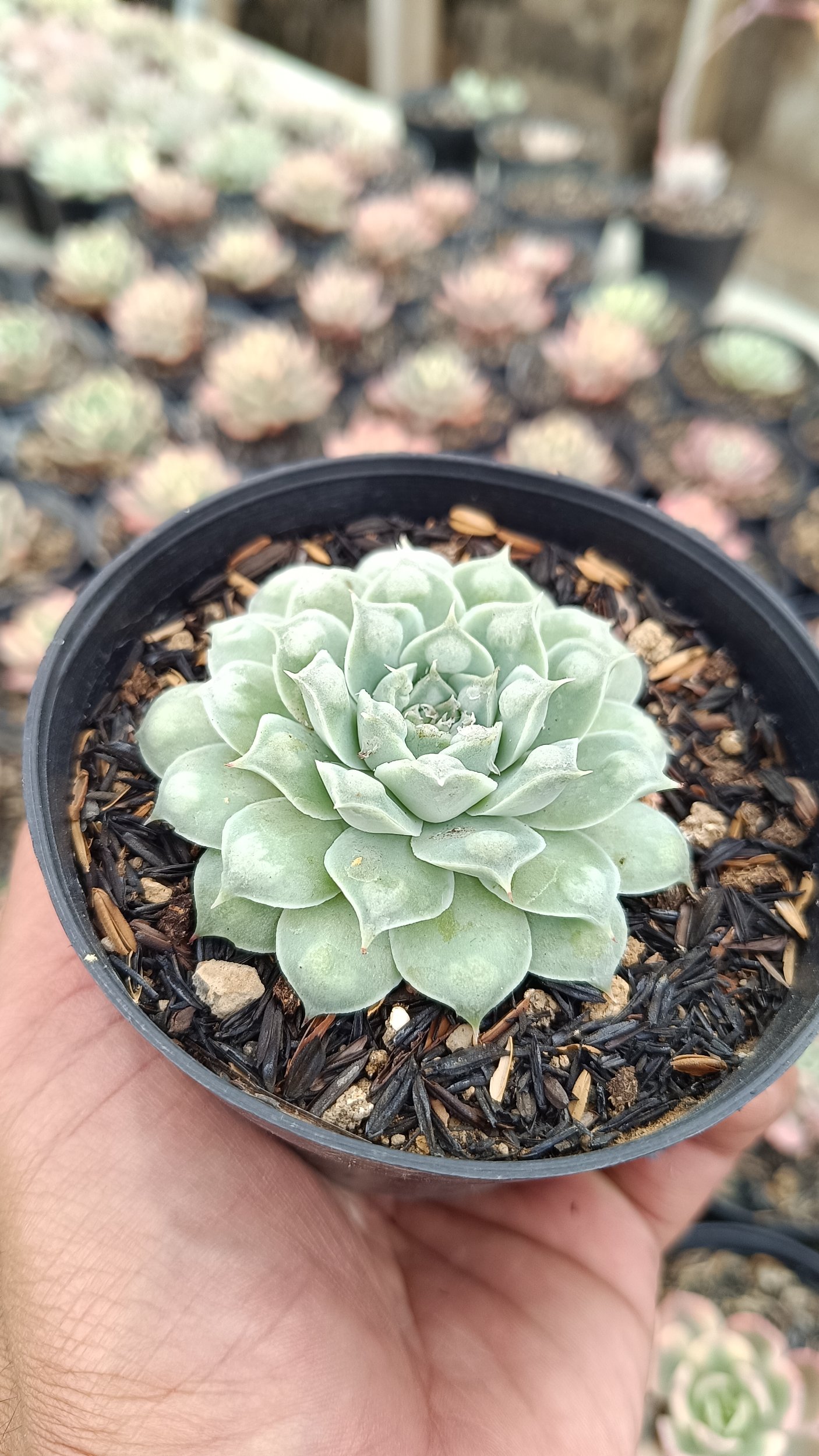 2652. Echeveria Hearts Choice - Image 2