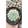 2652. Echeveria Hearts Choice