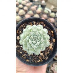 2652. Echeveria Hearts Choice