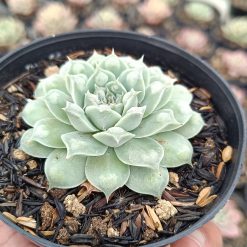 2652. Echeveria Hearts Choice - Image 3
