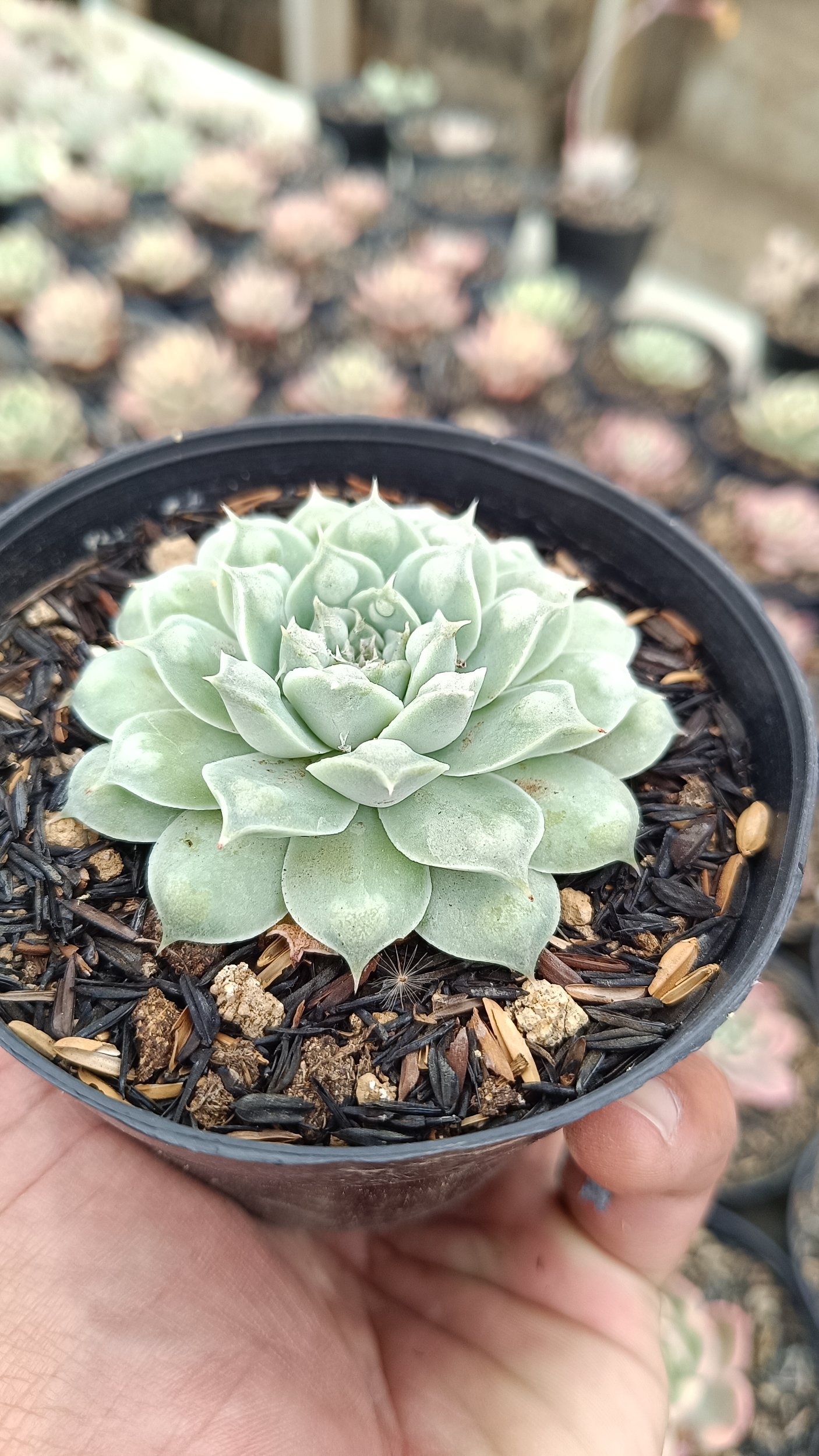 2652. Echeveria Hearts Choice - Image 3