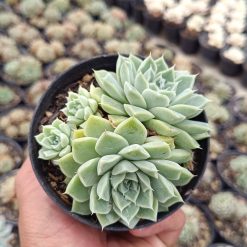2648. Echeveria Hyalina Cluster (with Babys) - Image 2