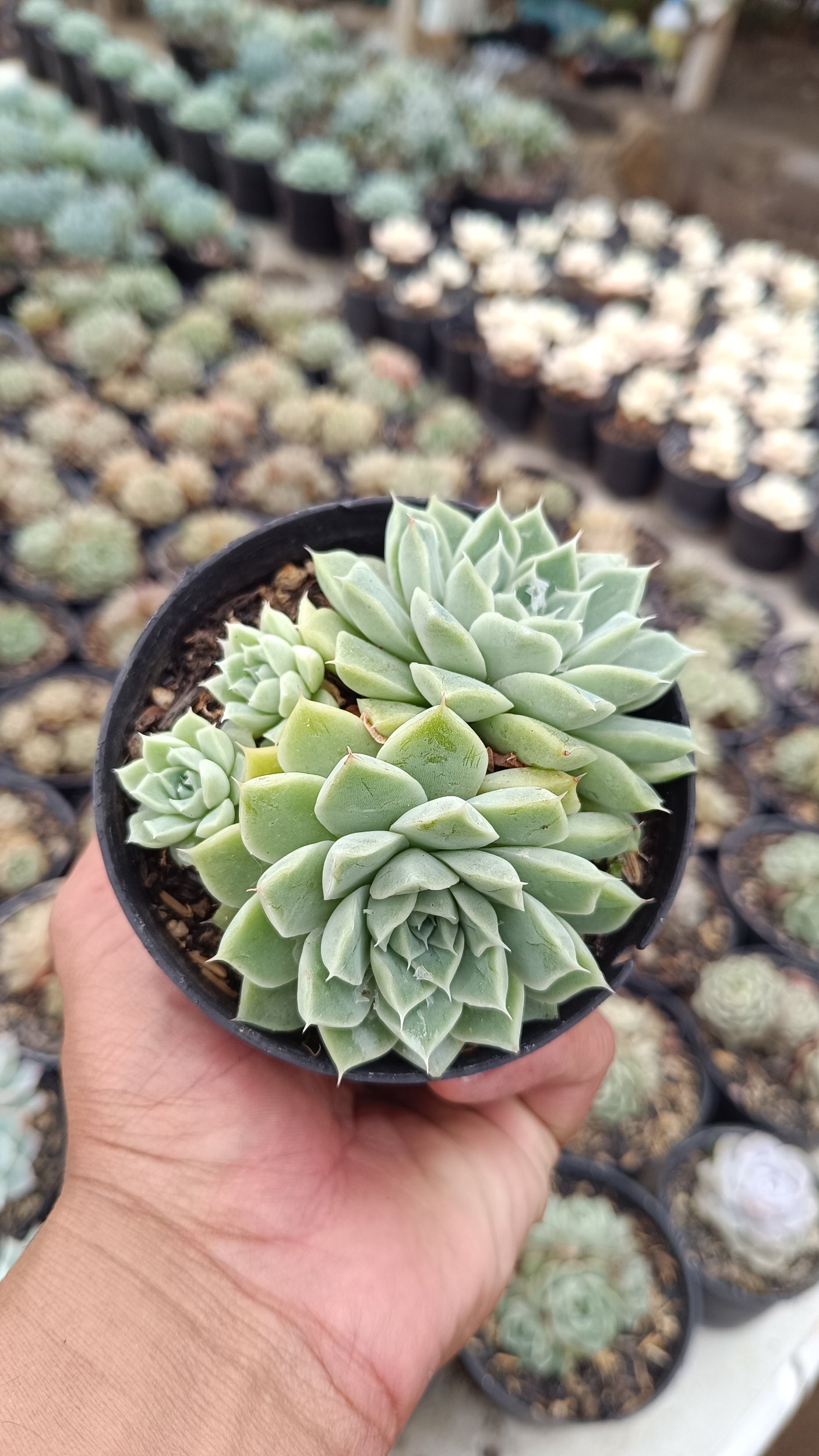 2648. Echeveria Hyalina Cluster (with Babys) - Image 2