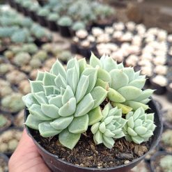 2648. Echeveria Hyalina Cluster (with Babys) - Image 3