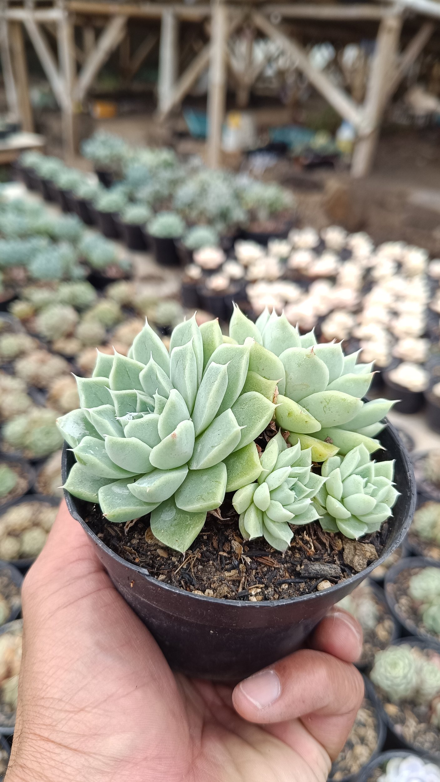 2648. Echeveria Hyalina Cluster (with Babys) - Image 3