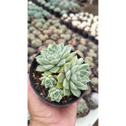 2648. Echeveria Hyalina Cluster (with Babys)