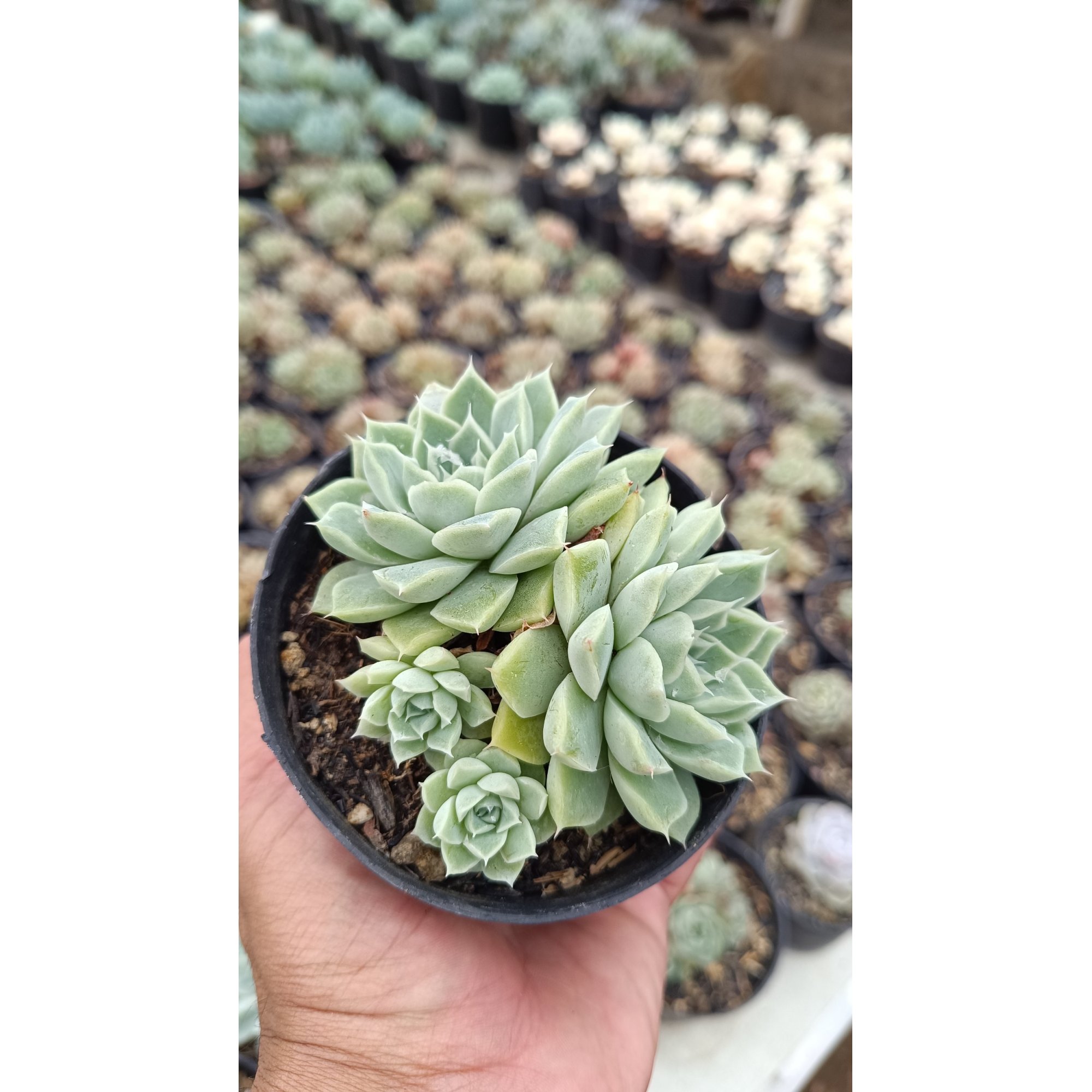 2648. Echeveria Hyalina Cluster (with Babys)