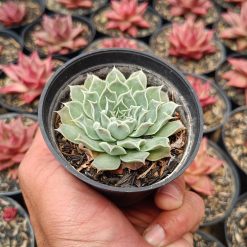 2664. Echeveria Hyalina 'halbingeri' - Image 2