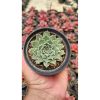 2664. Echeveria Hyalina 'halbingeri'