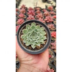 2664. Echeveria Hyalina 'halbingeri'