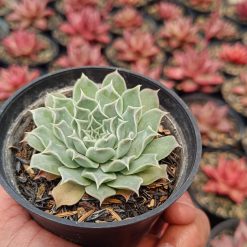 2664. Echeveria Hyalina 'halbingeri' - Image 3