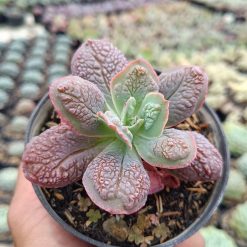 2671. Echeveria 'linguas' 3pcs - Image 2