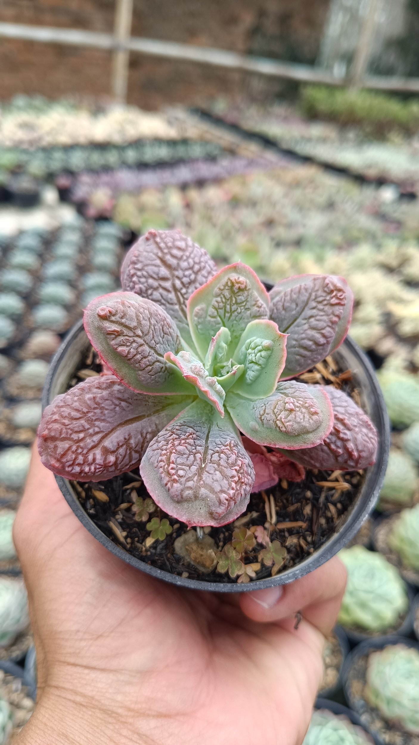 2671. Echeveria 'linguas' 3pcs - Image 2