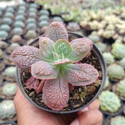 2671. Echeveria 'linguas' 3pcs - Image 3