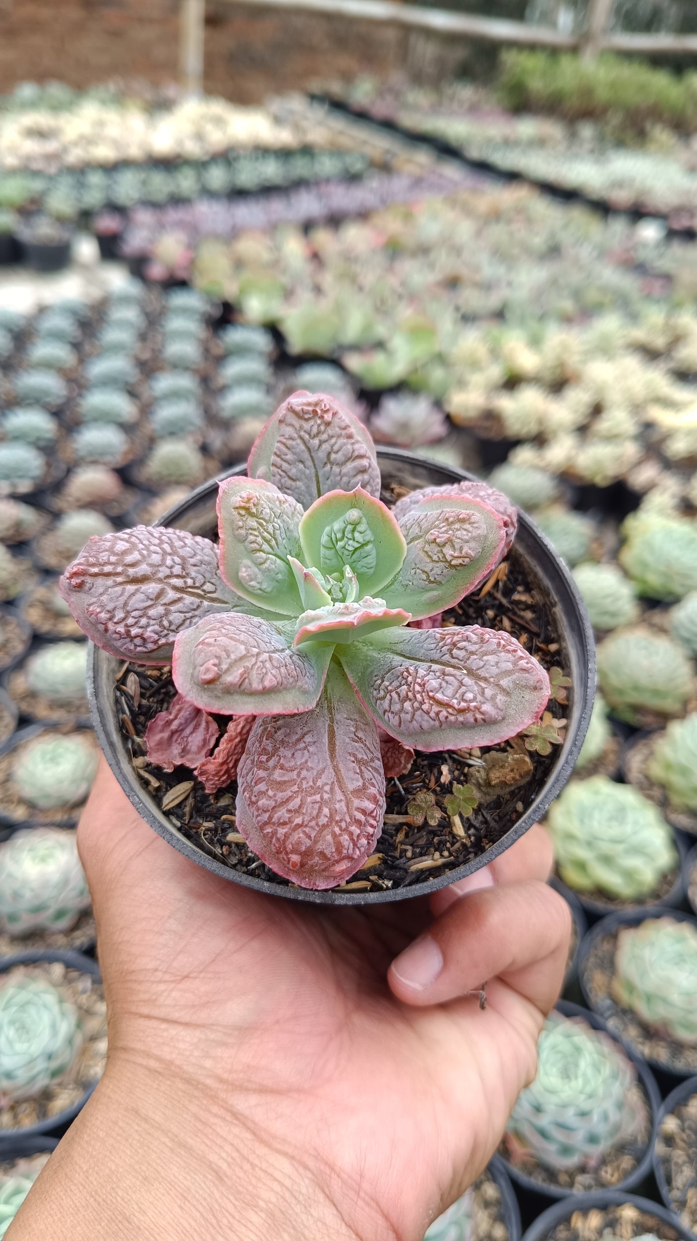 2671. Echeveria 'linguas' 3pcs - Image 3