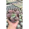 2671. Echeveria 'linguas' 3pcs