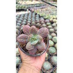 2671. Echeveria 'linguas' 3pcs