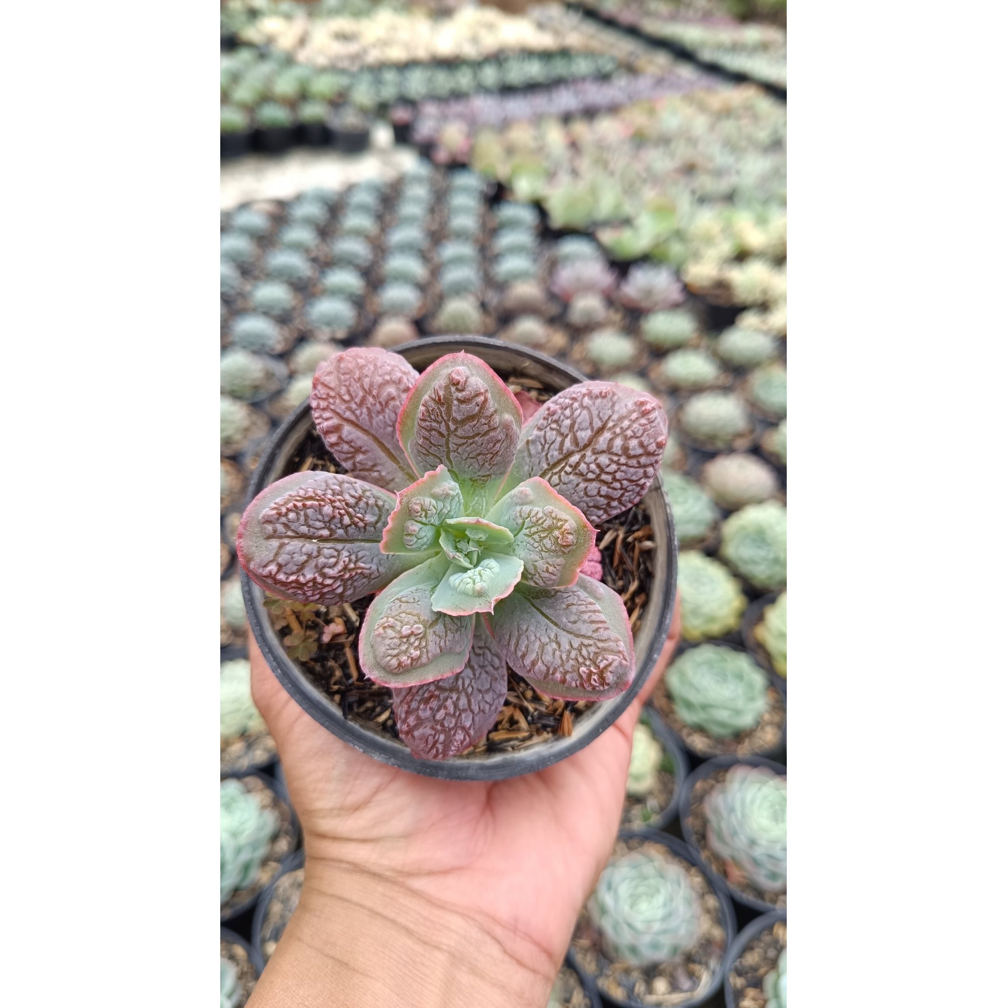 2671. Echeveria 'linguas' 3pcs