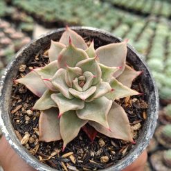 2672. Echeveria 'madiba' 3pcs - Image 2