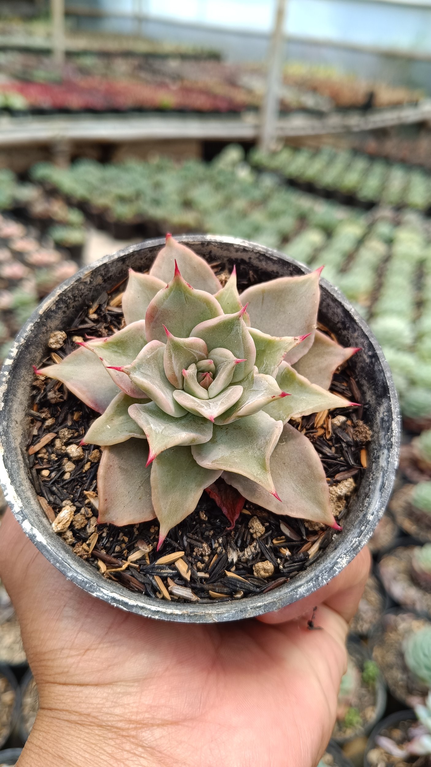 2672. Echeveria 'madiba' 3pcs - Image 2