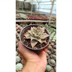 2672. Echeveria 'madiba' 3pcs