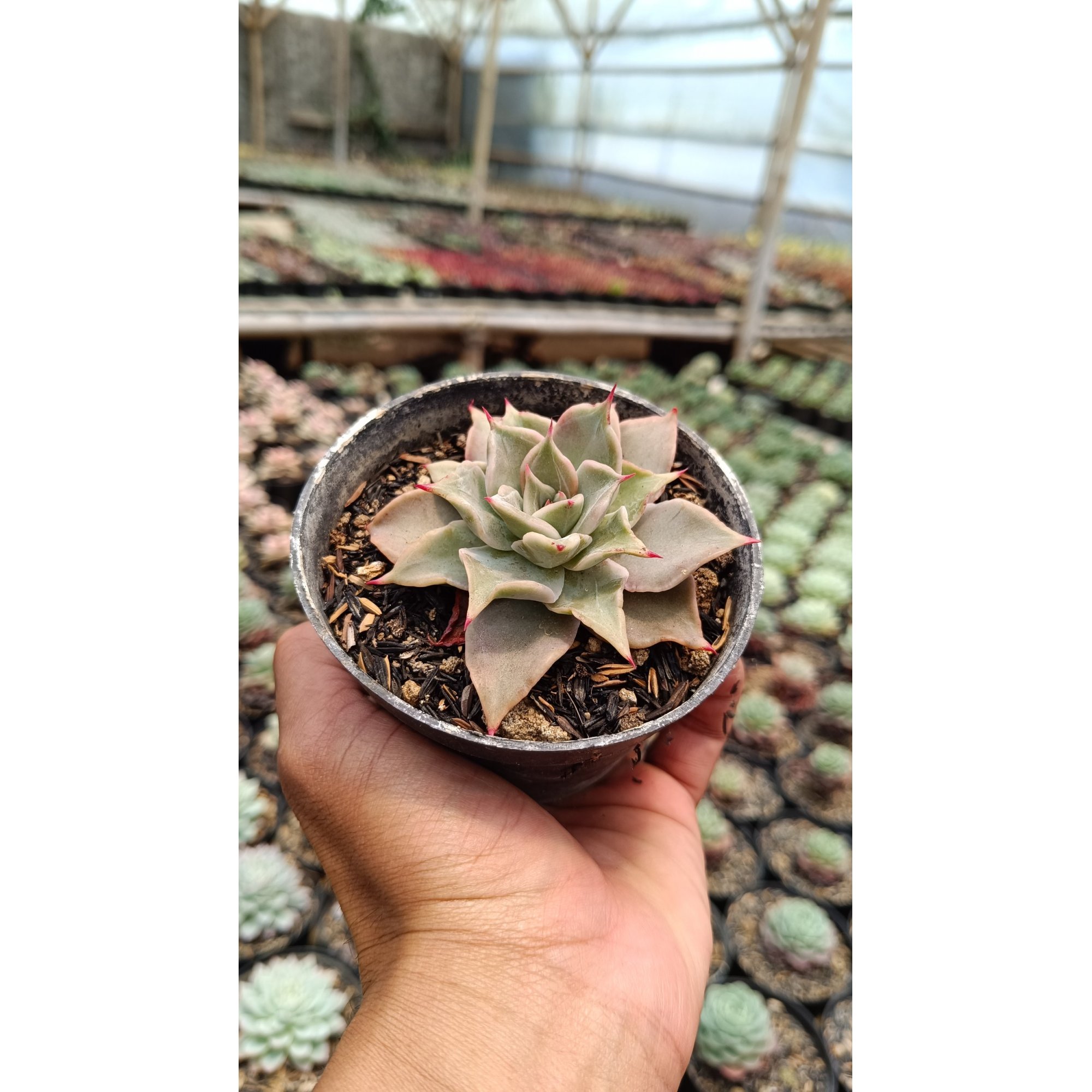 2672. Echeveria 'madiba' 3pcs