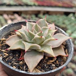 2672. Echeveria 'madiba' 3pcs - Image 3