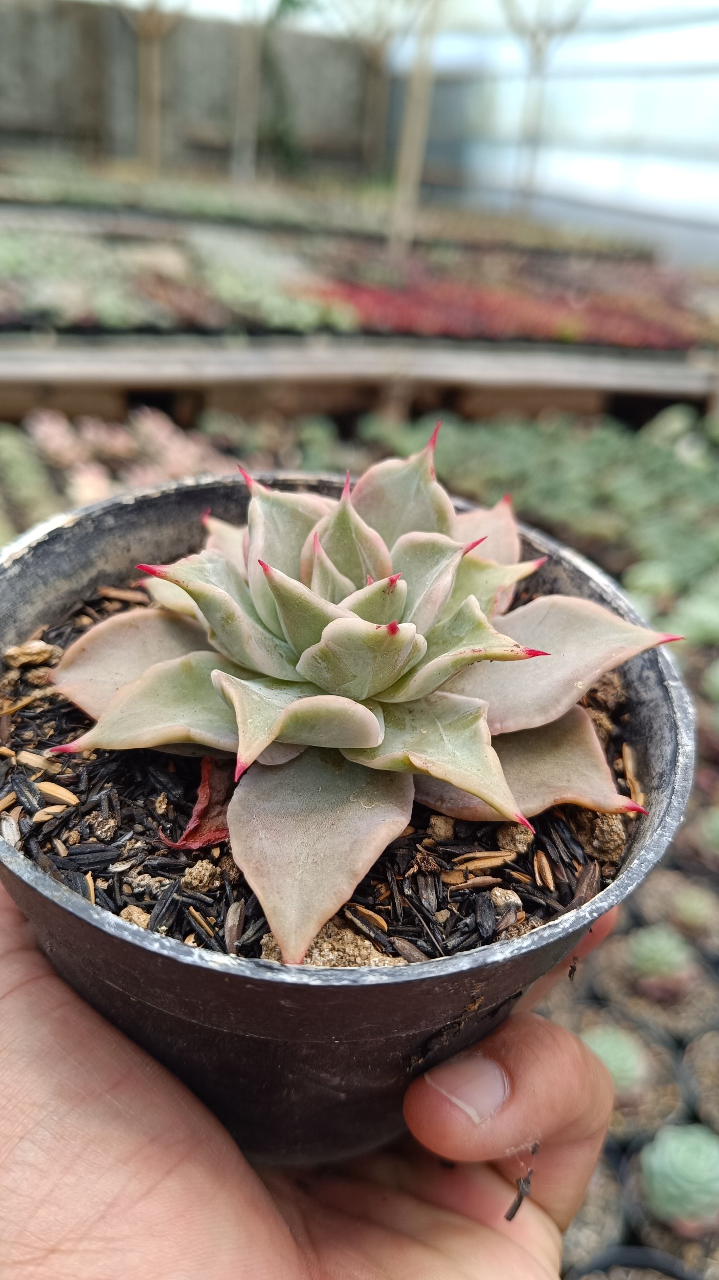 2672. Echeveria 'madiba' 3pcs - Image 3