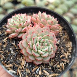 2674. Echeveria Minima Cluster - Image 2