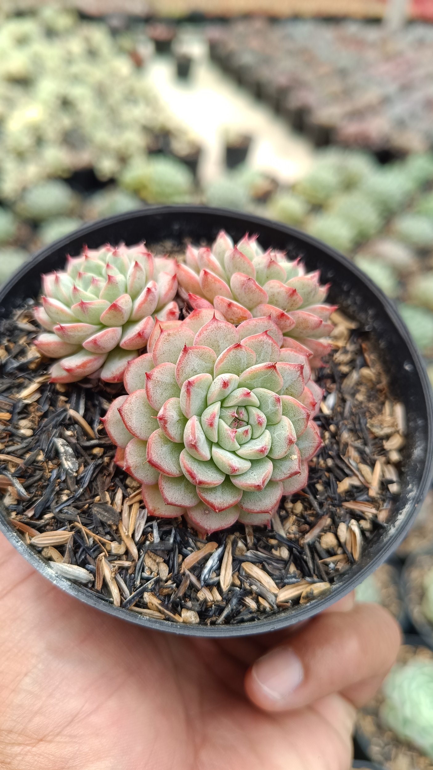 2674. Echeveria Minima Cluster - Image 2