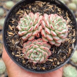 2674. Echeveria Minima Cluster - Image 3