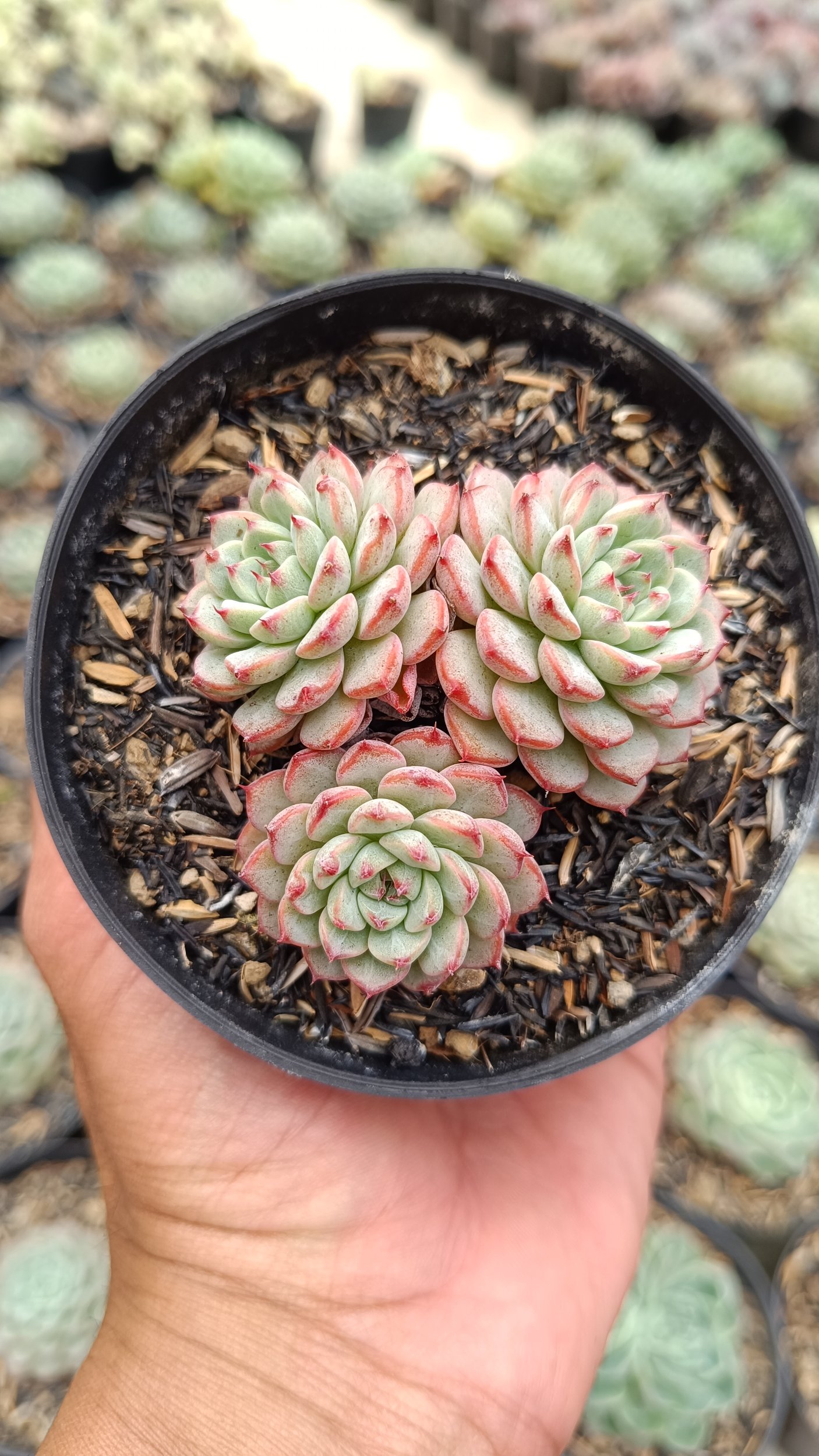 2674. Echeveria Minima Cluster - Image 3