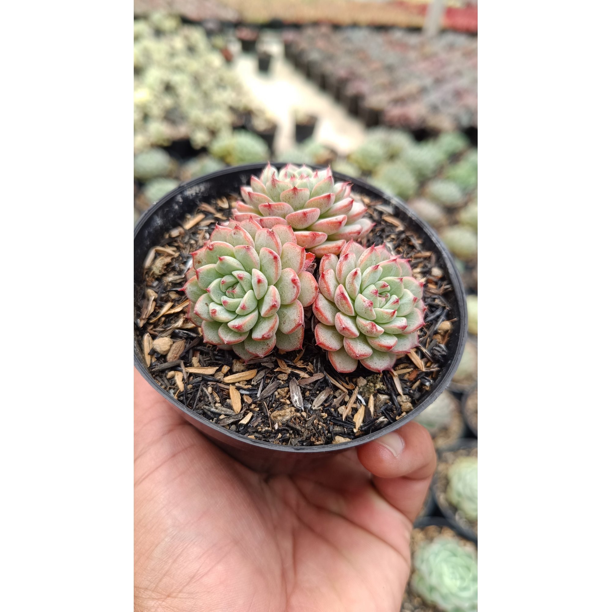 2674. Echeveria Minima Cluster