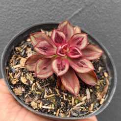 2694. Echeveria Nodulosa 'maruba Benitsukasa' - Image 2