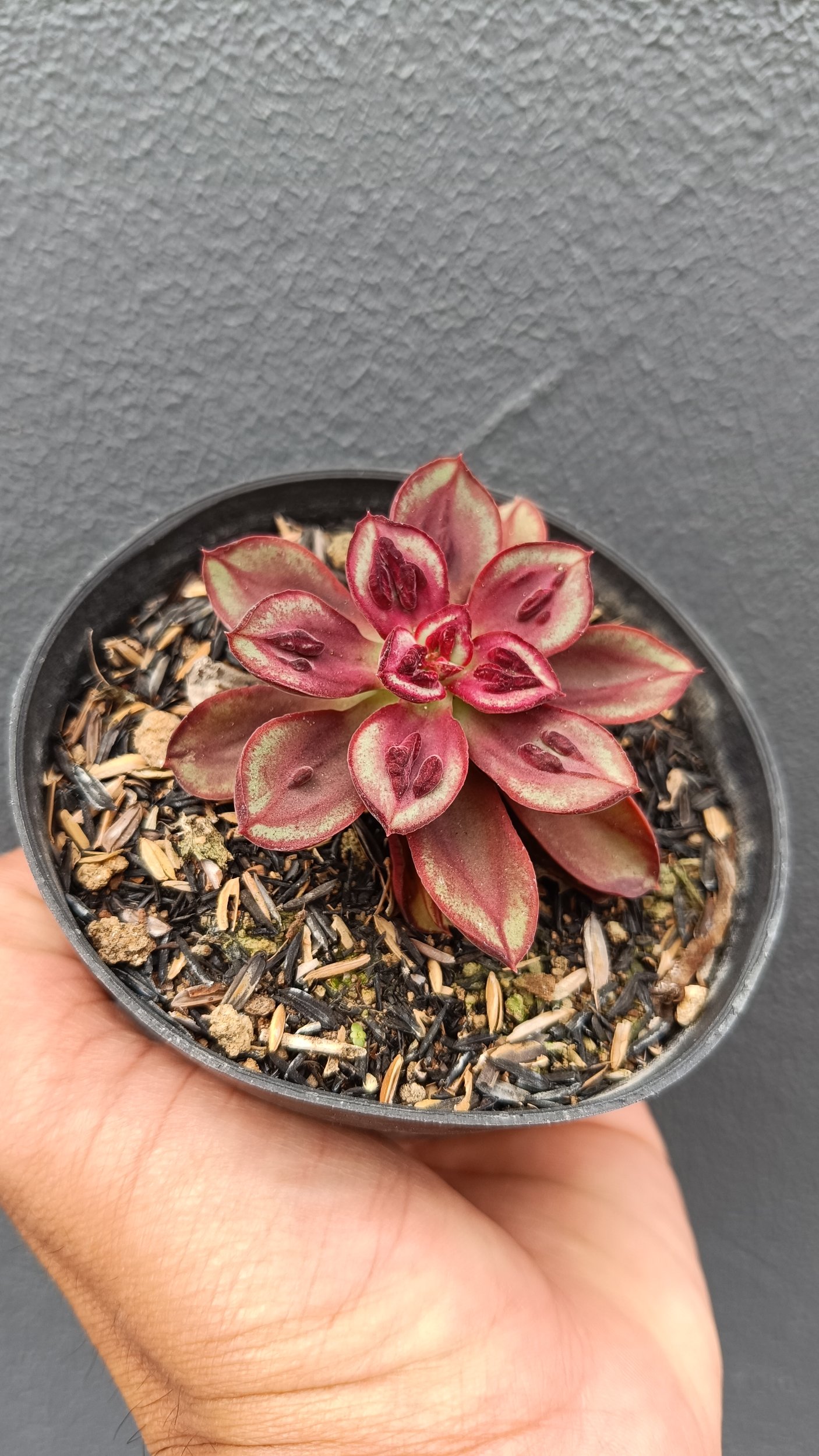 2694. Echeveria Nodulosa 'maruba Benitsukasa' - Image 2