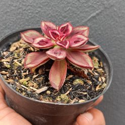 2694. Echeveria Nodulosa 'maruba Benitsukasa' - Image 3