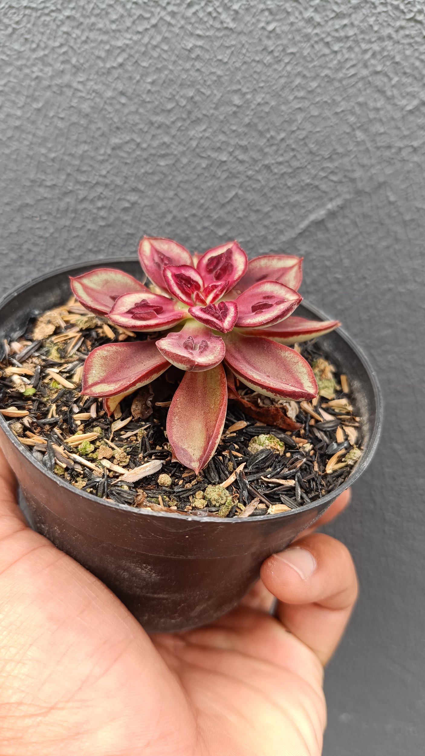 2694. Echeveria Nodulosa 'maruba Benitsukasa' - Image 3