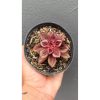 2694. Echeveria Nodulosa 'maruba Benitsukasa'