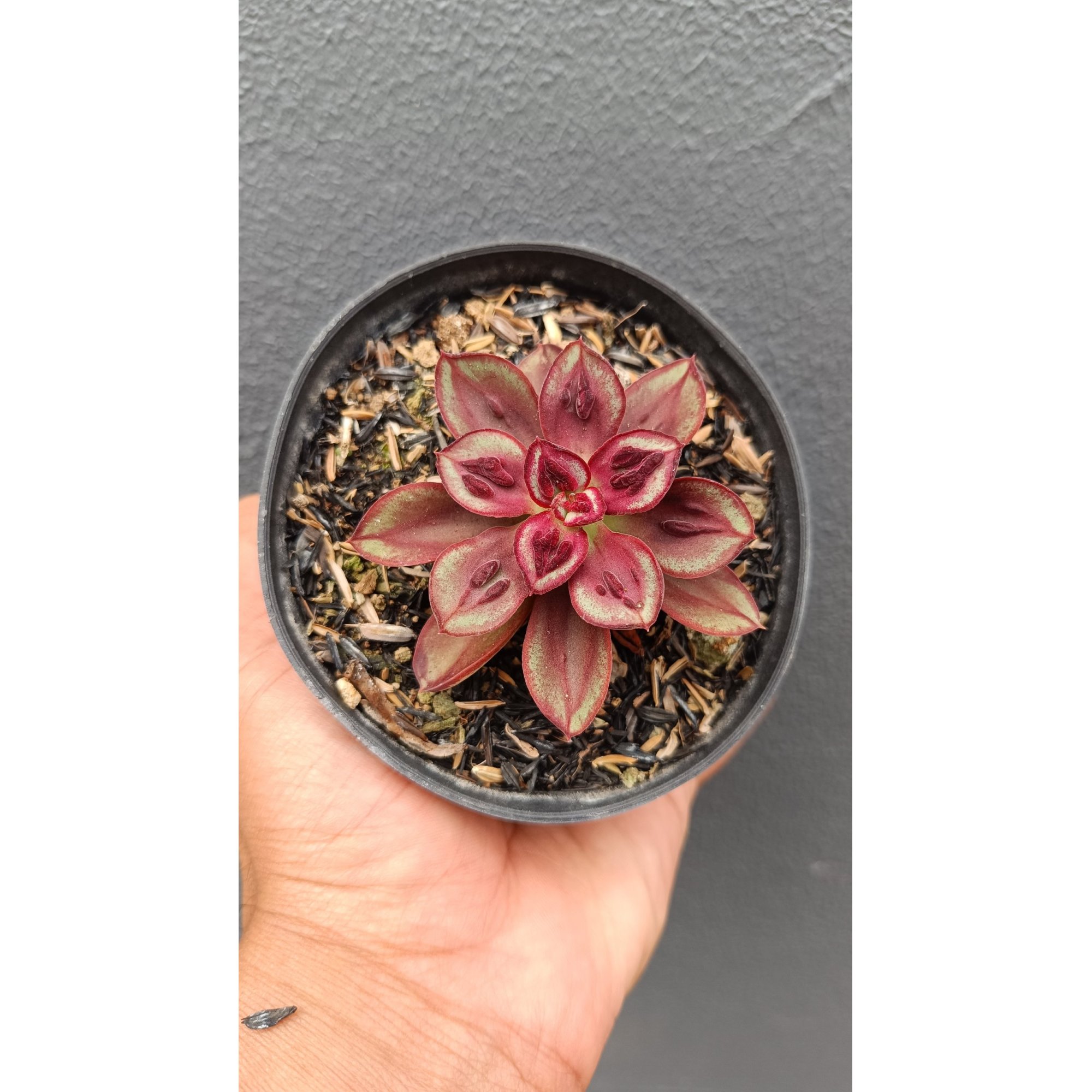 2694. Echeveria Nodulosa 'maruba Benitsukasa'